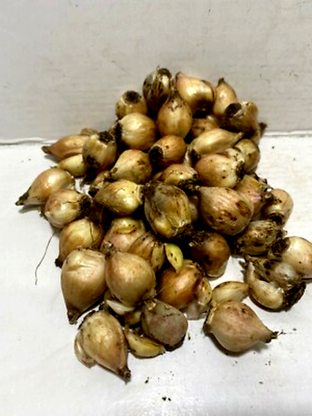 Luciliae Alba