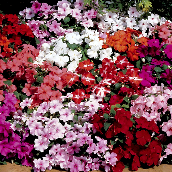 Accent™ Mix Hybrid Impatiens Seeds