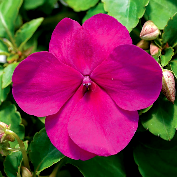 Accent™ Premium Violet Hybrid Impatiens Seeds