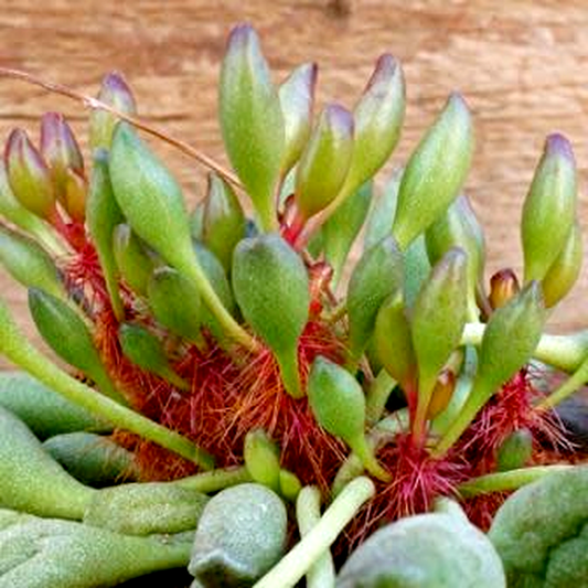 Adromischus cristatus var. clavifolius