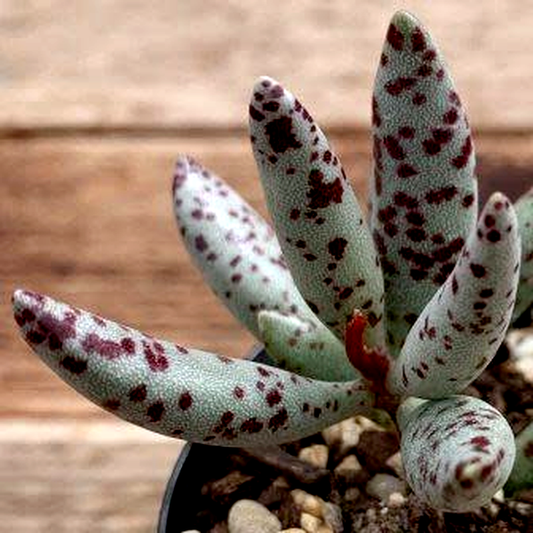 Adromischus filicaulis