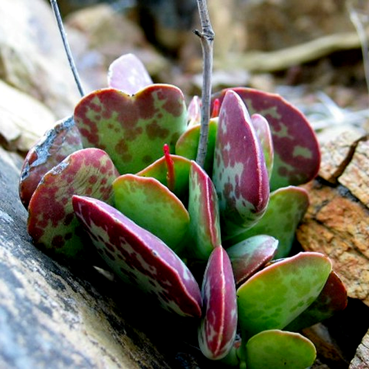 Adromischus hemisphaericus