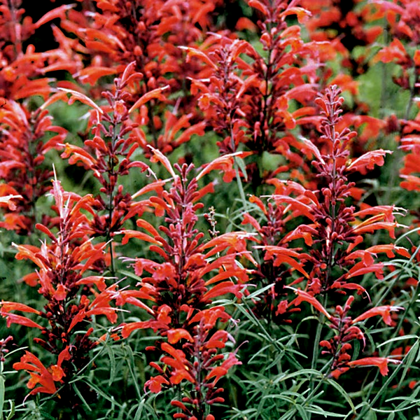 Agastache Giant Hyssop Seeds