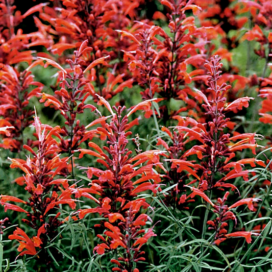 Agastache Giant Hyssop Seeds