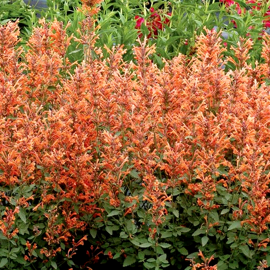 Agastache Kudos™ 'Kudos Mandarin' Hyssop