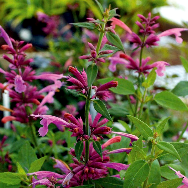 Agastache 'Rosie Posie' Hyssop