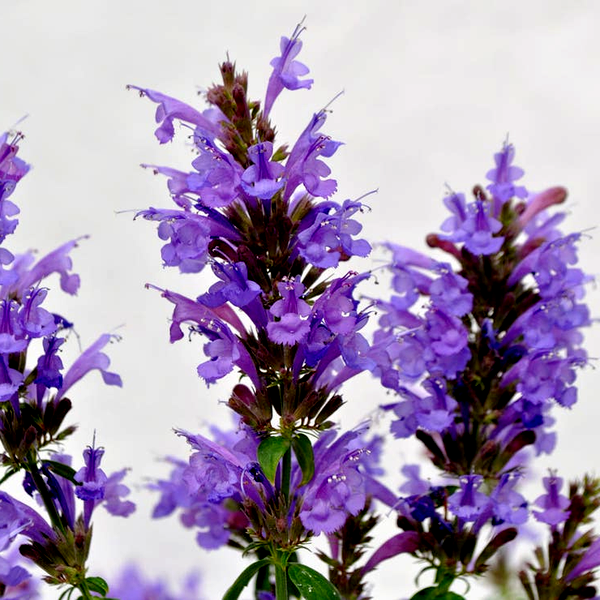 Agastache Sunrise™ Sky Blue