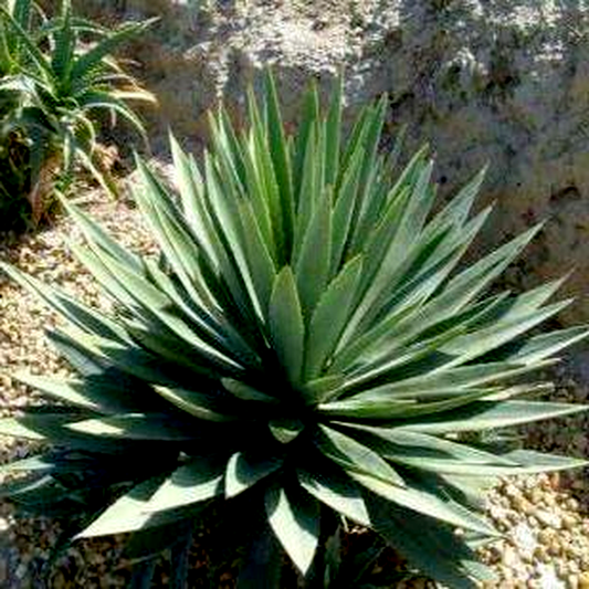 Agave angustifolia