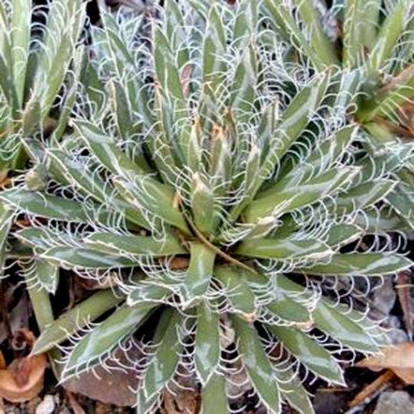 Agave parviflora