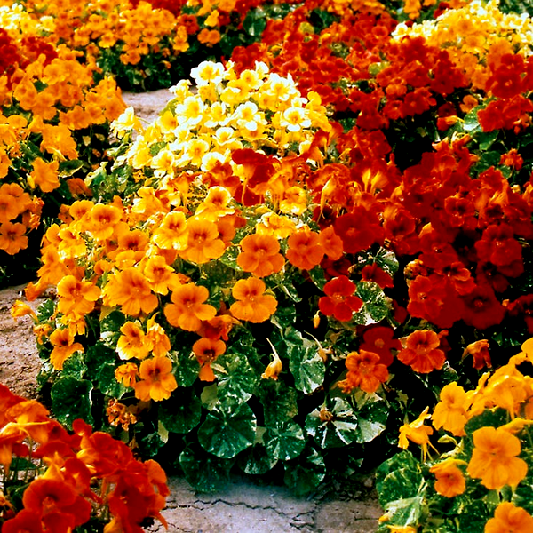 Alaska Nasturtium Seeds