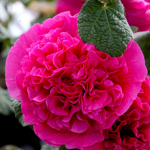 Alcea Double Pink Hollyhock