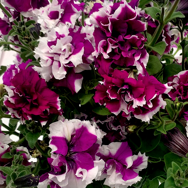 Allegra Picotee Velvet Petunia Seeds