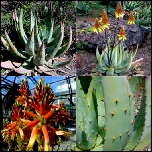 Aloe aculeata x cryptopoda