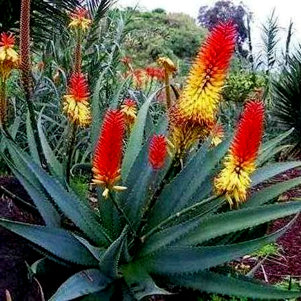 Aloe africana
