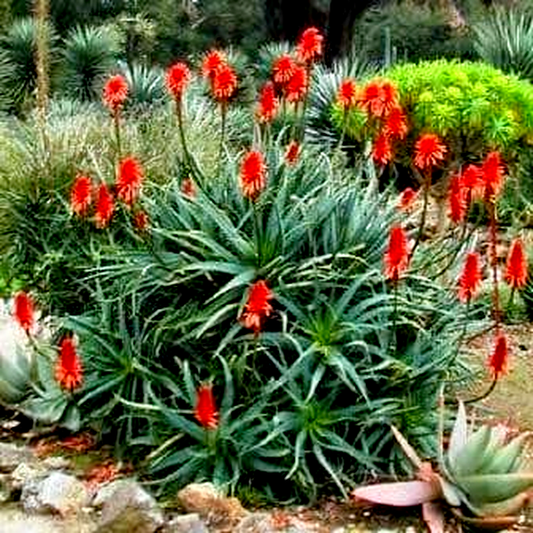 Aloe arborescens Red