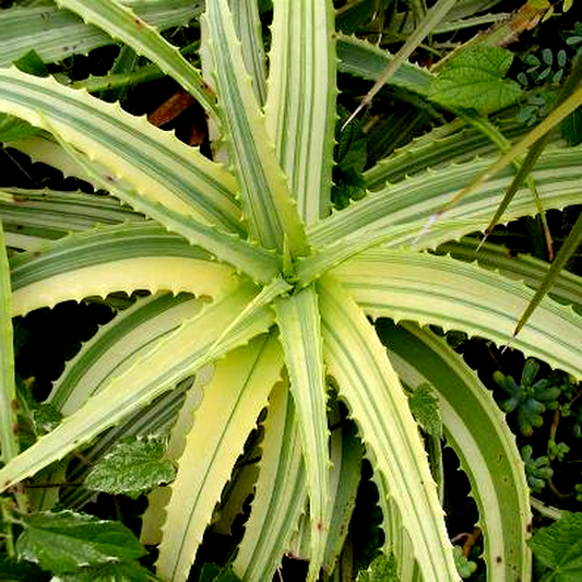 Aloe arborescens variegata