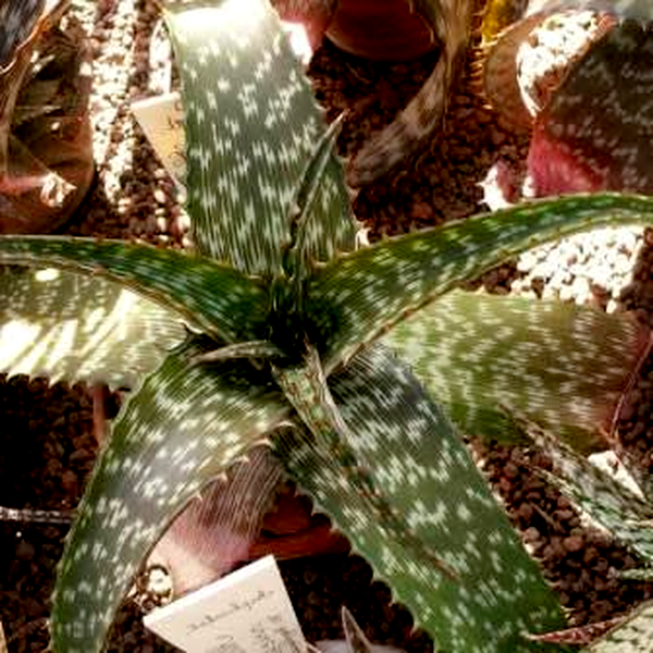 Aloe barbertoniae