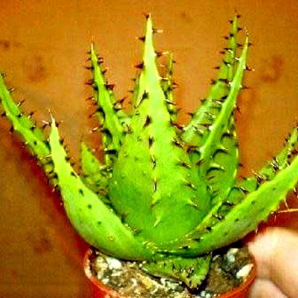 Aloe broomii