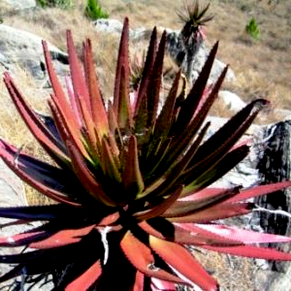 Aloe capitata var cipolinicola