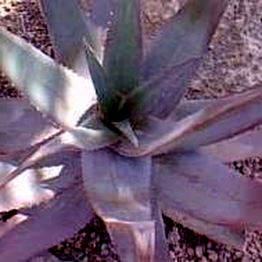 Aloe chabaudii