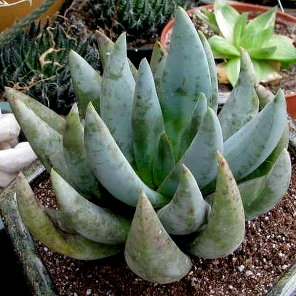 Aloe claviflora