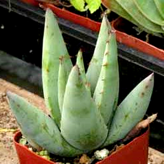 Aloe falcata