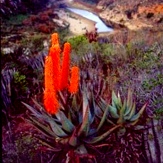 Aloe ferox