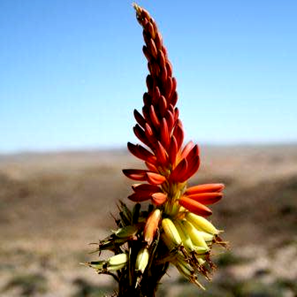 Aloe gariepensis Red Flowers