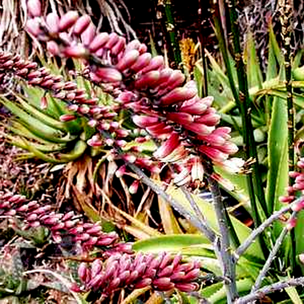 Aloe globuligemma