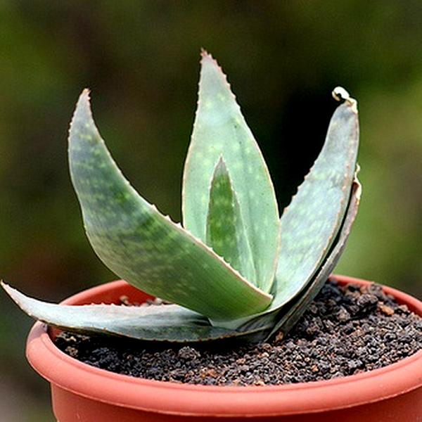 Aloe kouebokkeveldensis