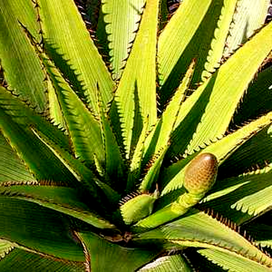 Aloe lineata var. muirii