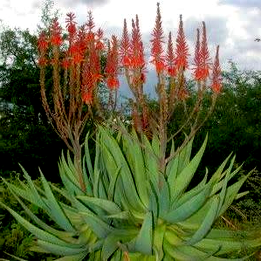 Aloe littoralis