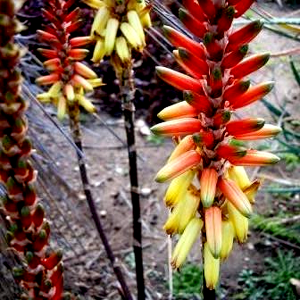 Aloe lutescens