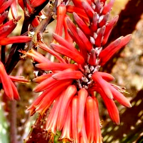 Aloe macrosiphon
