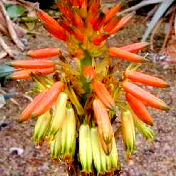 Aloe microstigma