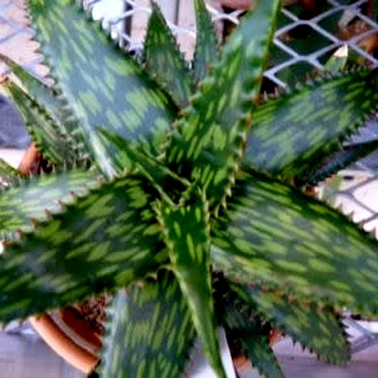 Aloe parvibracteata