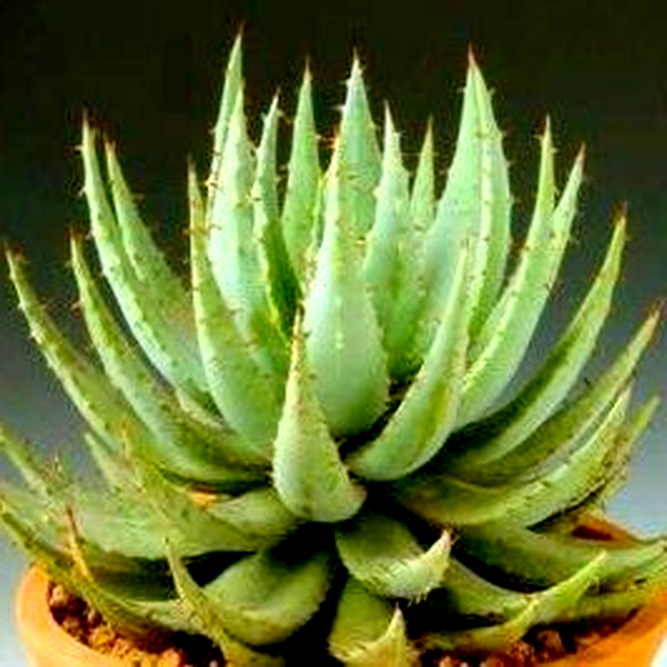 Aloe peglerae