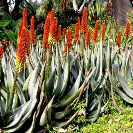 Aloe petricola