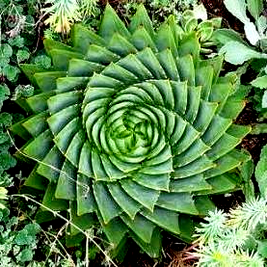 Aloe polyphylla