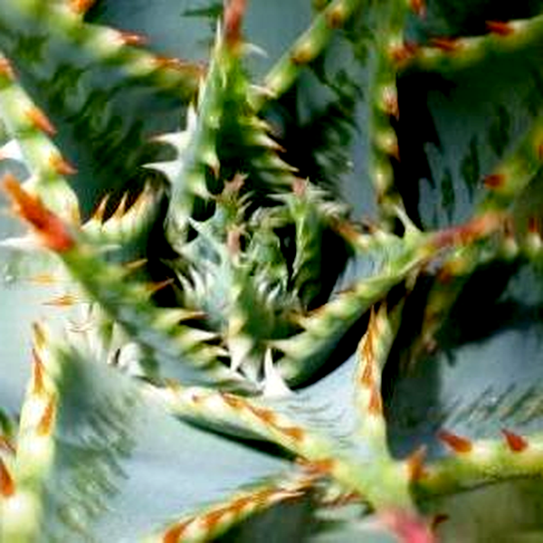 Aloe pratensis