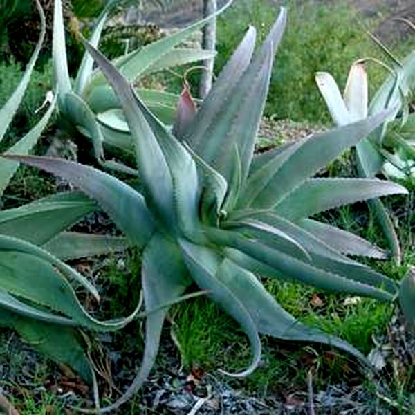 Aloe pseudorubroviolaceae