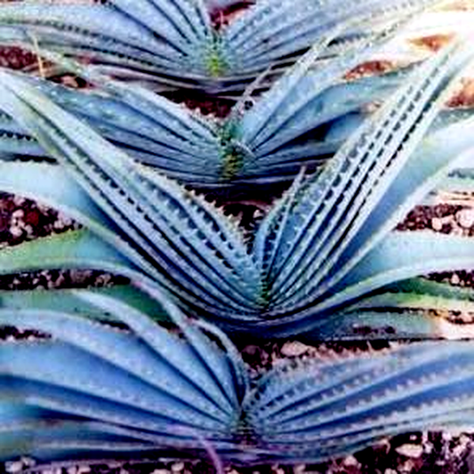 Aloe suprafoliata – Book Aloe; Boekaalwyn
