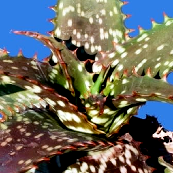 Aloe transvaalensis