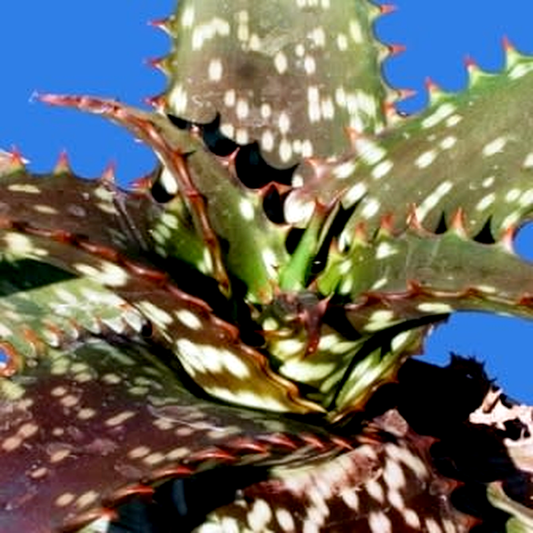 Aloe transvaalensis