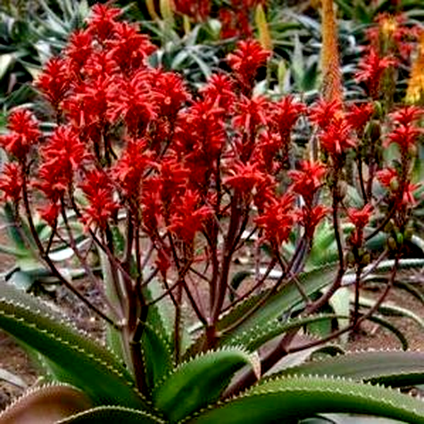 Aloe vaombe