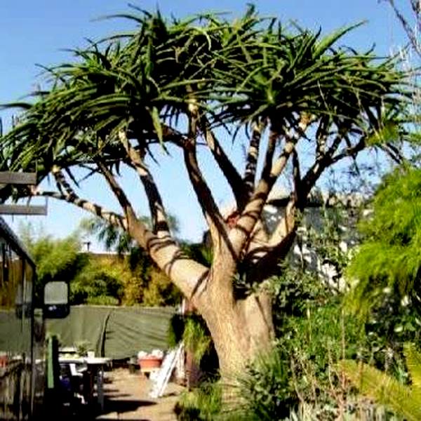 Aloidendron barberae