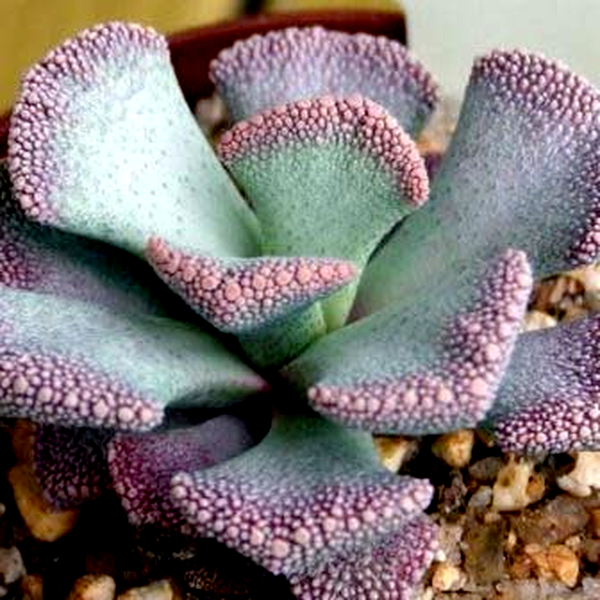 Aloinopsis malherbei