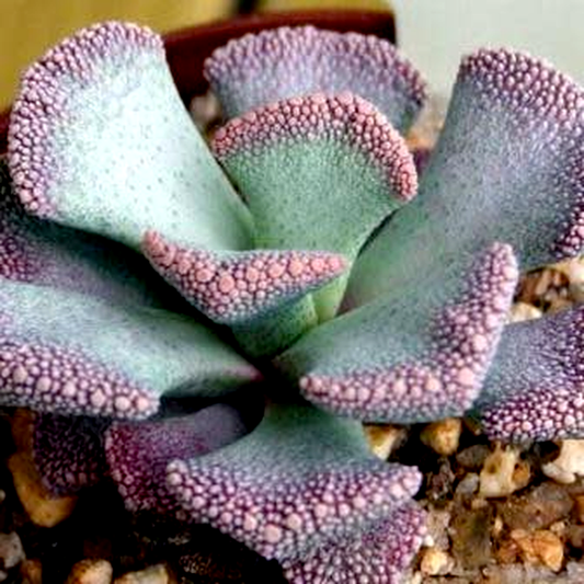 Aloinopsis malherbei
