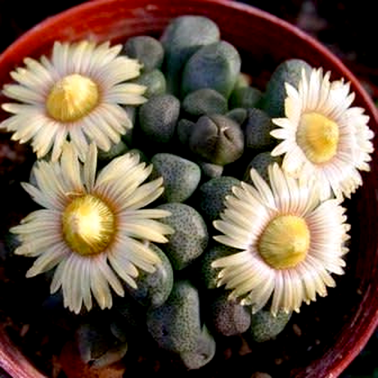 Aloinopsis peersii