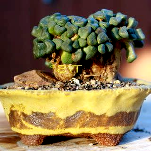 Aloinopsis rubrolineata